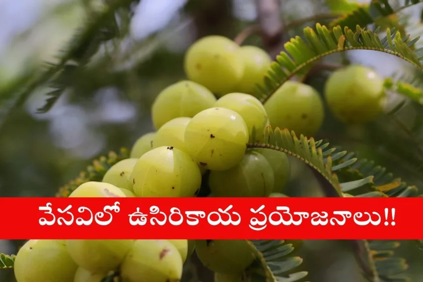 Fresh amla fruits and juice for boosting immunity and hair health in summer
