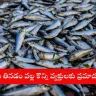 Warning sign with fish indicating health risks for certain individuals in 2025