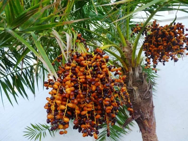 Yellow berries mixed in a salad for a healthy summer diet in 2025