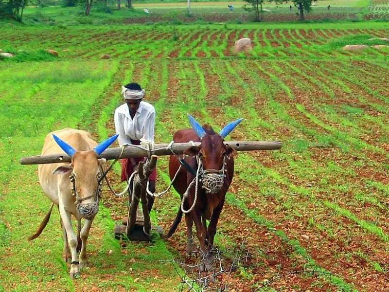 Social media post about drumstick, neem, pongamia farming benefits trending in 2025