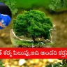 Rohit Sharma’s Instagram story on World Environment Day 2025 promoting eco-awareness