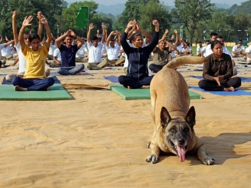 Social media post about NDRF dog’s yoga video trending in 2025